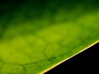 Wallpaper Image 80